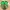 Zuecos verano Minecraft