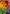 Puzzle de 1000pcs Vitaminas Coloridas + Pegamento Fixpuzzle