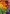Puzzle de 1000pcs Vitaminas Coloridas + Pegamento Fixpuzzle