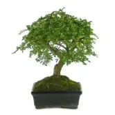 Bonsai Zelkova - Olmo Chino 5 años