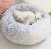 chollo?.name