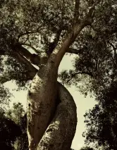 Planta un Árbol
