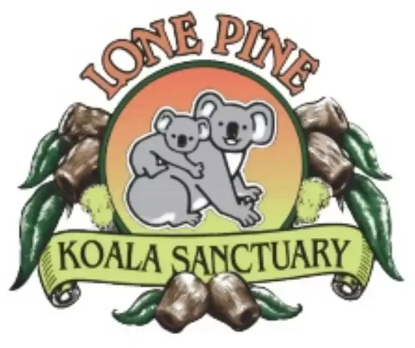 Streaming en vivo de koalas en Australia Streaming en vivo de koalas en Australia