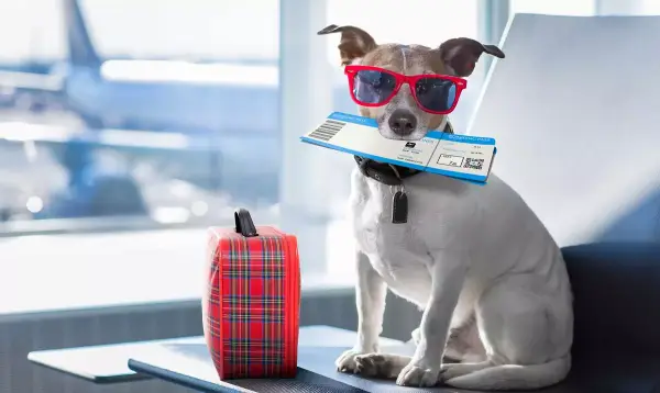 Miles de ofertas en vacaciones de verano con tus mascotas 4 Noches de Hotel 2/3/4* + desayuno + cancelación gratis desde 35€/p.p. Miles de ofertas en vacaciones de verano con tus mascotas 4 Noches de Hotel 2/3/4* + desayuno + cancelación gratis desde 35€/p.p.