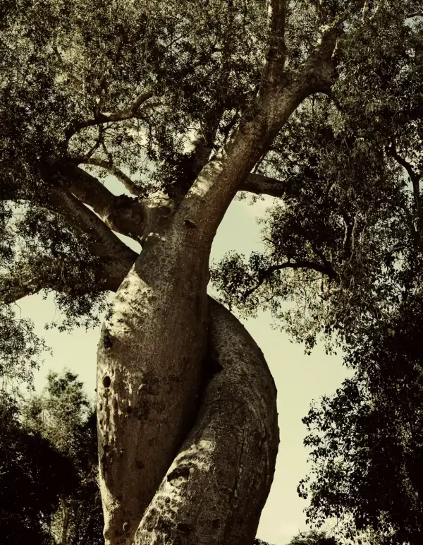 Planta un Árbol Planta un Árbol