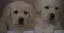 Imagen de la categoria Mascotas