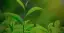 Imagen de la categoria Plantas