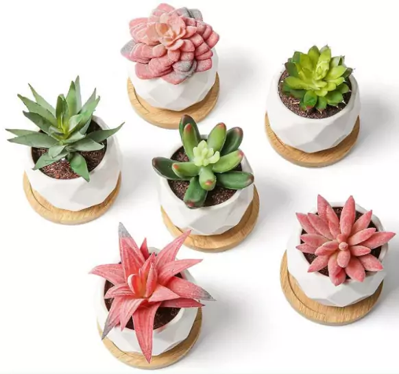 Pack 6 plantas decorativas Pack 6 plantas decorativas