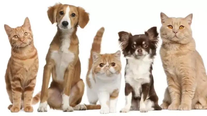 Recopilación de promociones y descuento para tu mascota Recopilación de promociones y descuento para tu mascota