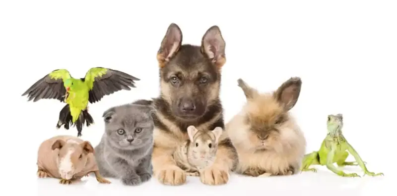 Ofertas y descuentos en alimentación y accesorios para mascotas Ofertas y descuentos en alimentación y accesorios para mascotas