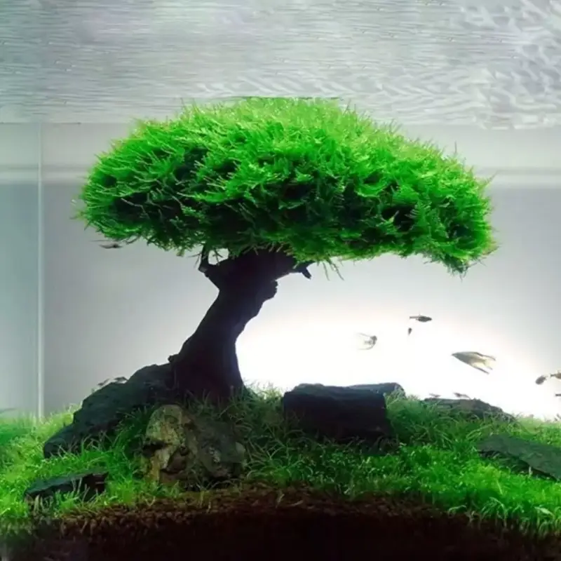 Planta de musgo para acuario Planta de musgo para acuario