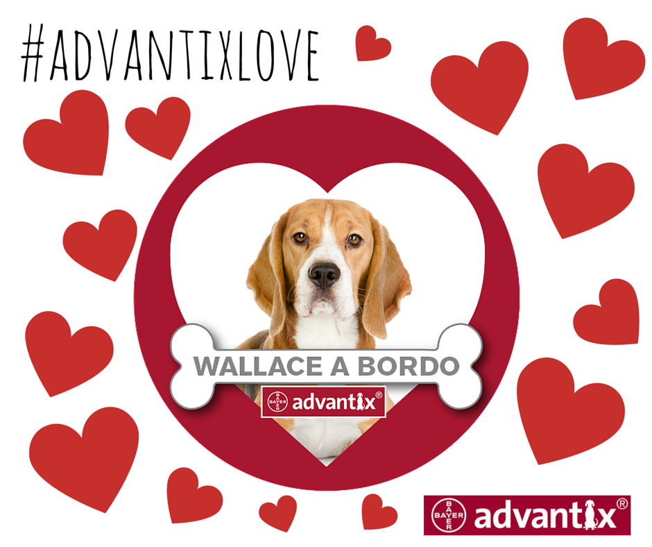 Pegatina 'Amor a bordo' de Advantix para tu perro GRATIS