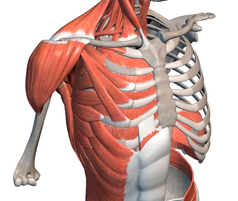 App 3D Anatomy GRATIS